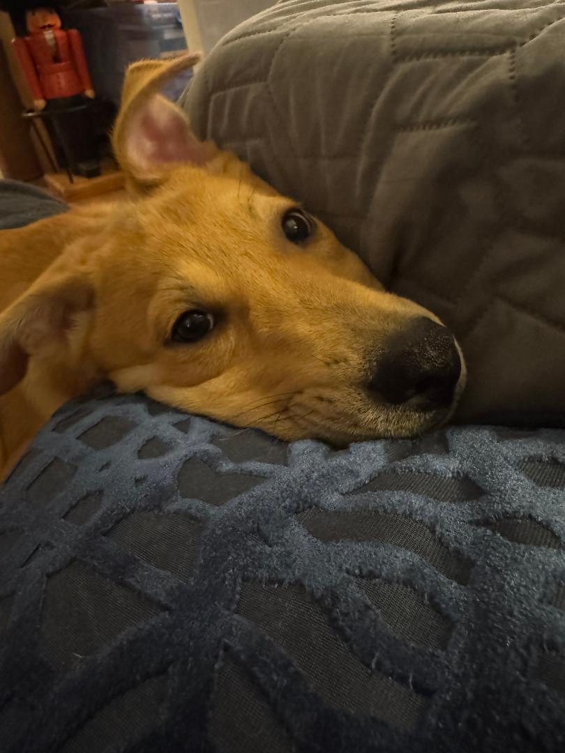 Tank, a Adoptable mixed breed in Houston, TX image 3/6