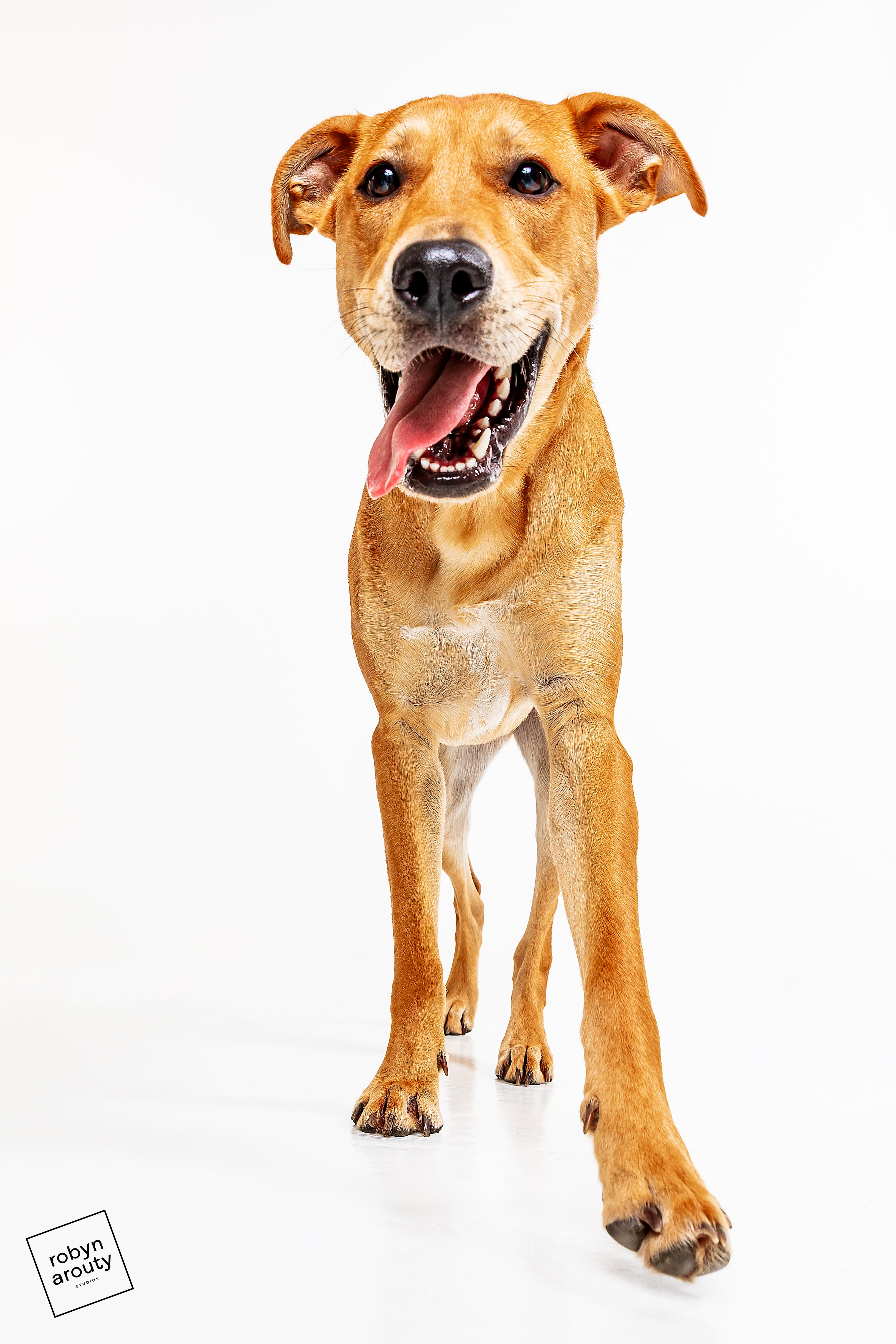 Enlarge Tank, a Adoptable mixed breed in Houston, TX image 1/6