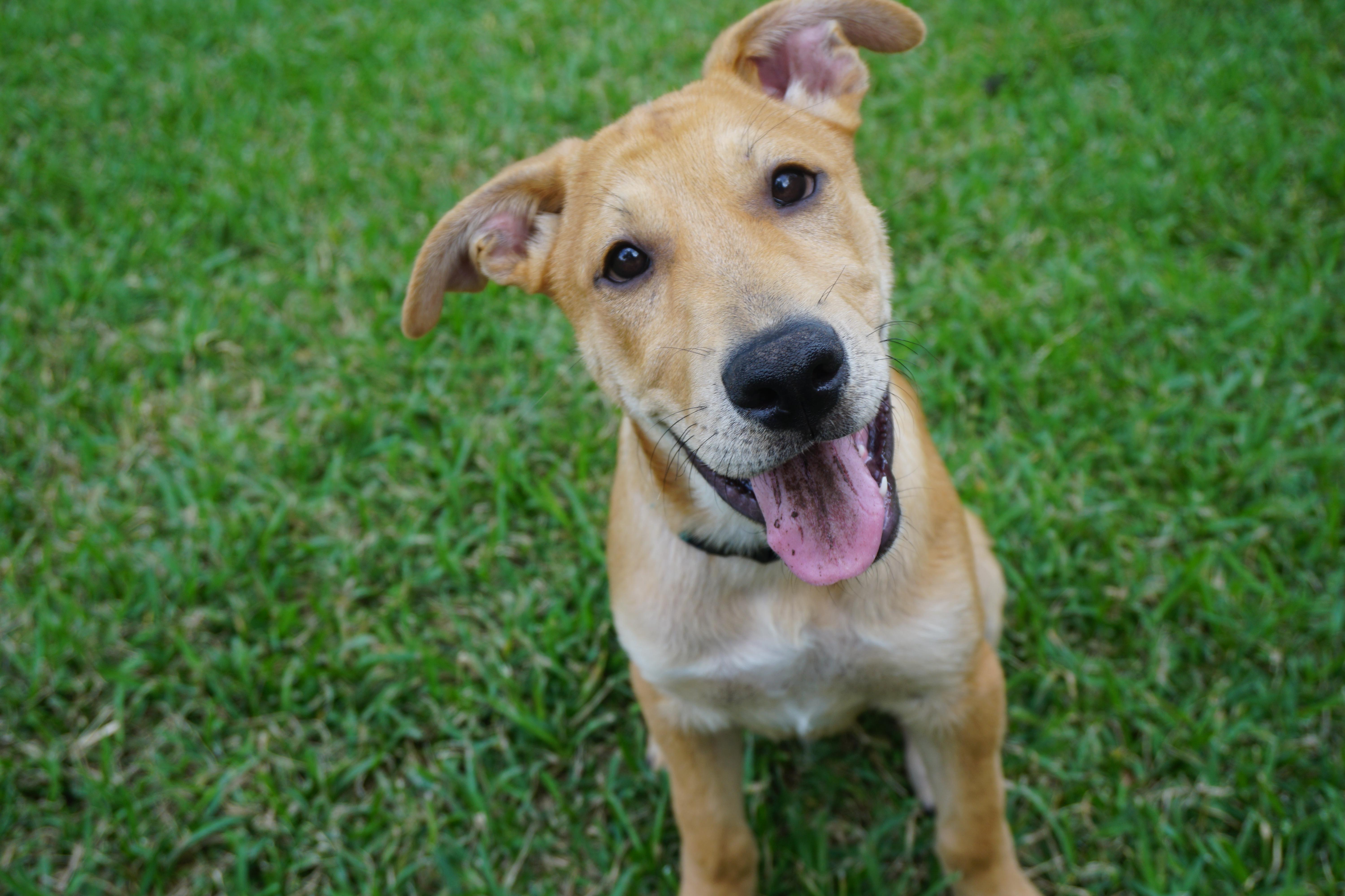 Tank, a Adoptable mixed breed in Houston, TX image 4/6