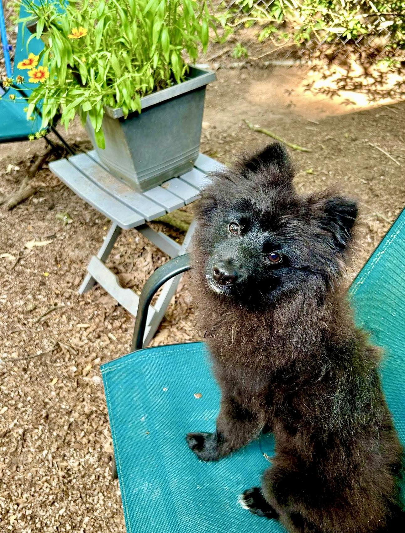 Ollie