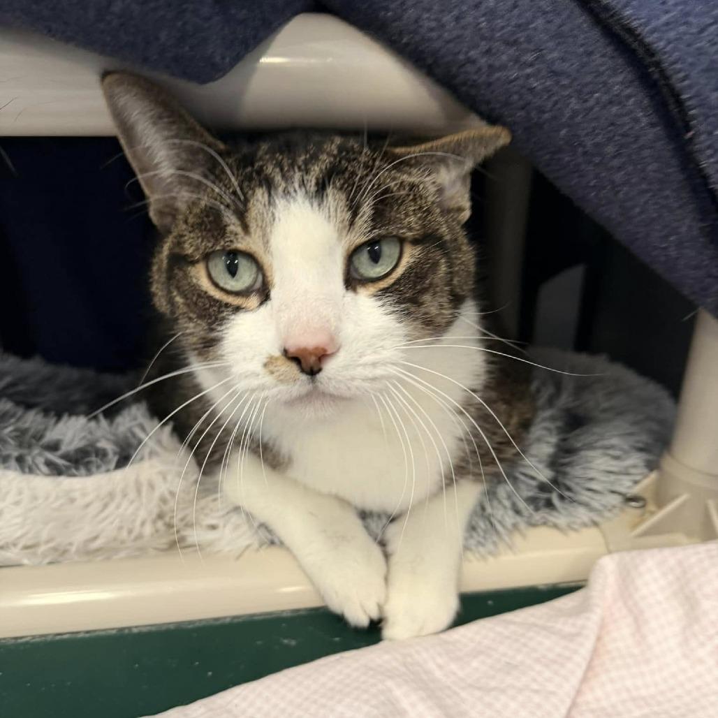 Edward, Adoptable, Senior Male Domestic Short Hair.