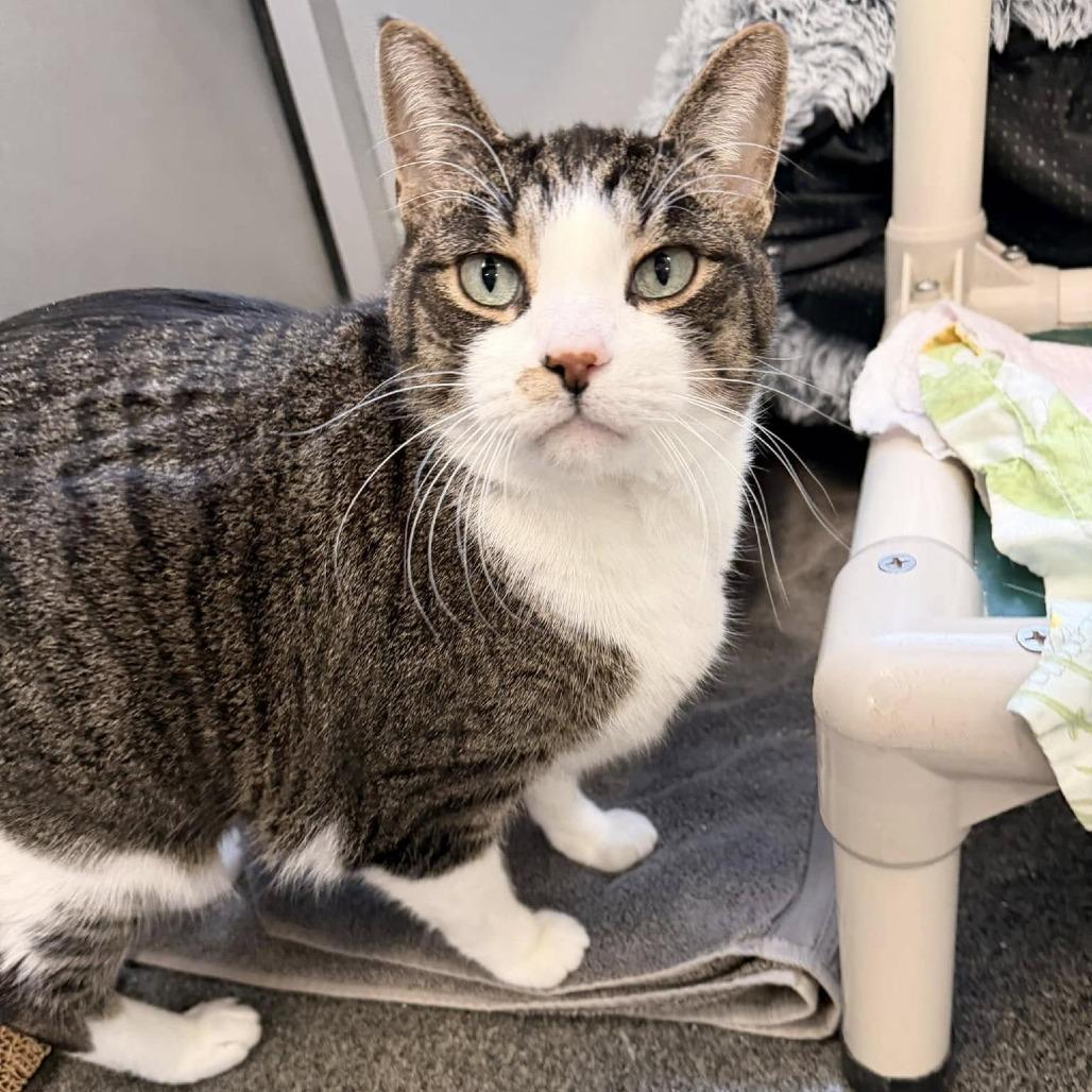 Enlarge Edward, a Adoptable Domestic Short Hair in Grand Rapids, MI image 2/6