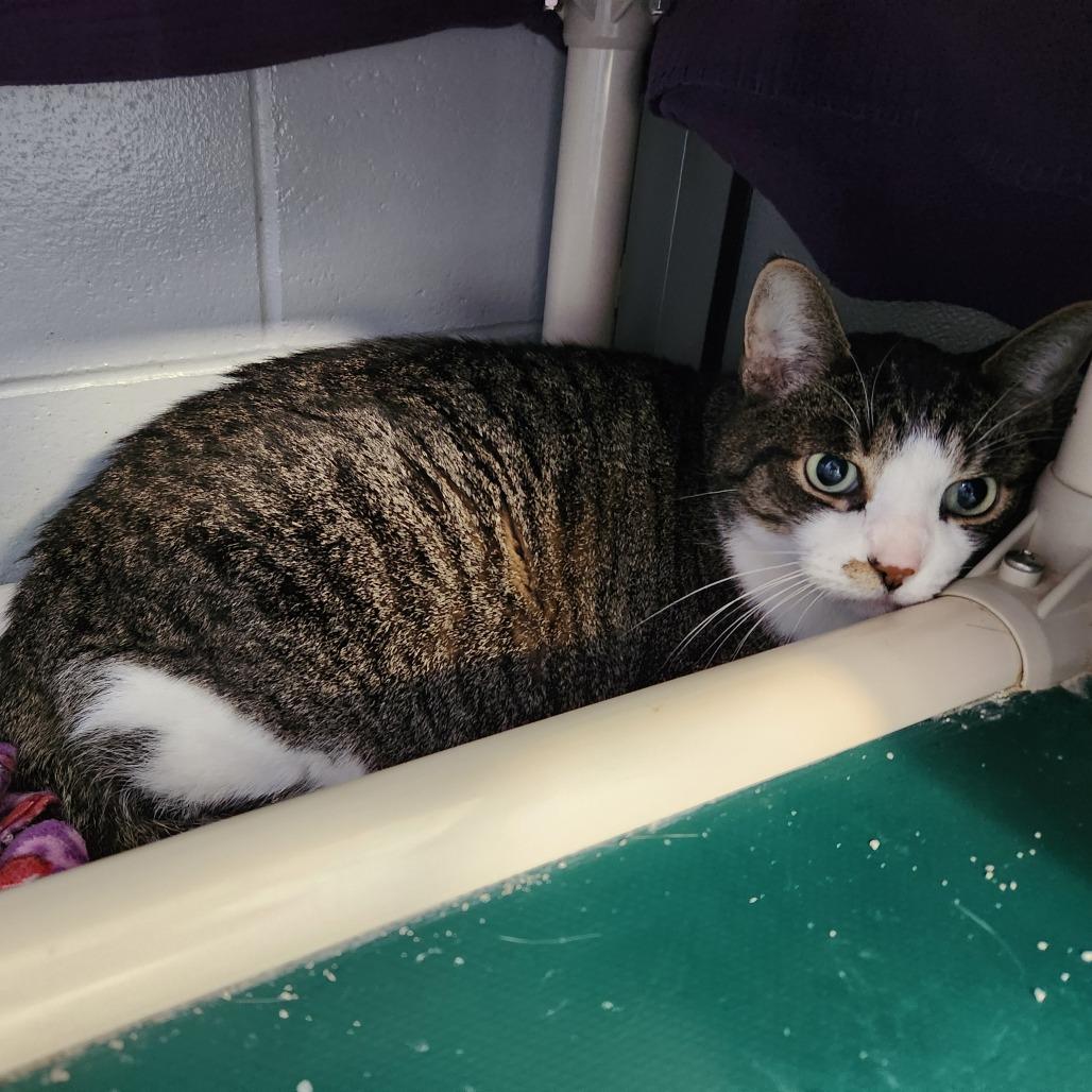 Enlarge Edward, a Adoptable Domestic Short Hair in Grand Rapids, MI image 3/6