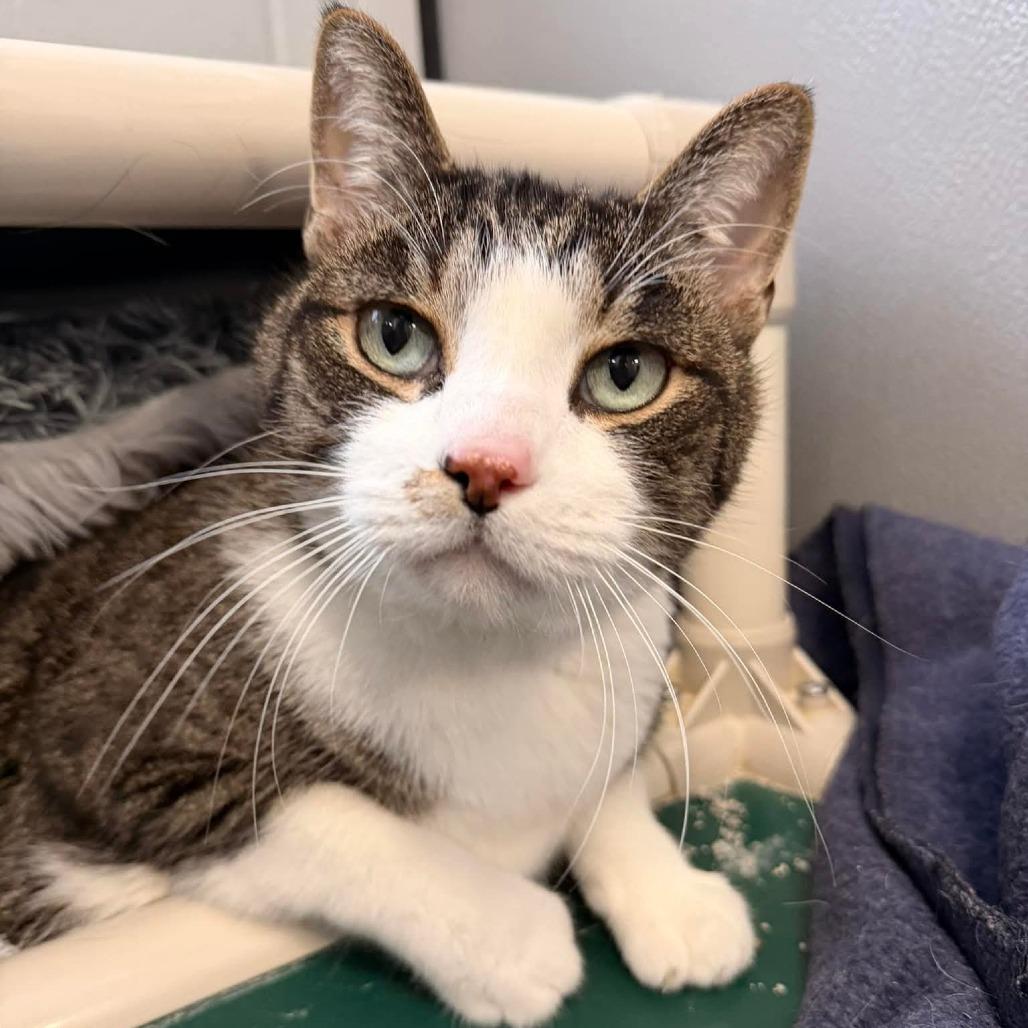 Enlarge Edward, a Adoptable Domestic Short Hair in Grand Rapids, MI image 4/6