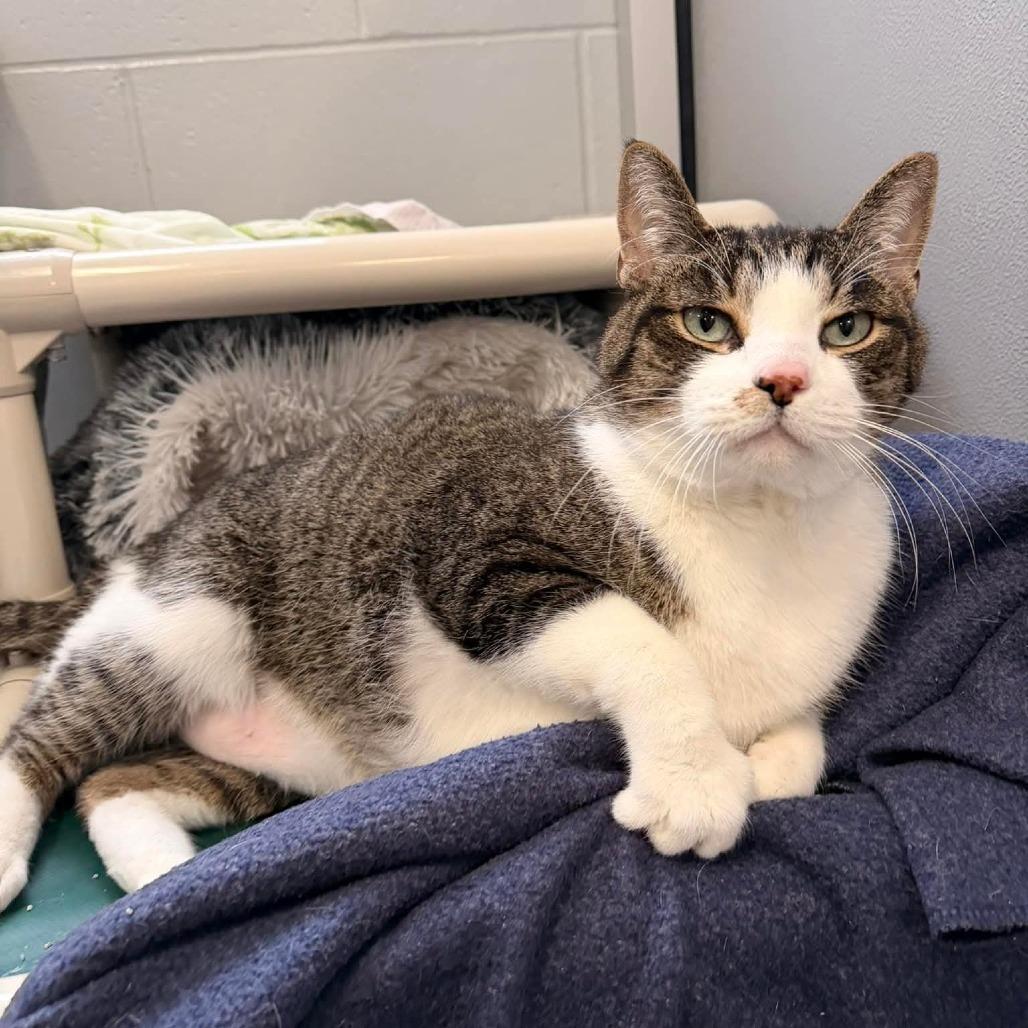 Enlarge Edward, a Adoptable Domestic Short Hair in Grand Rapids, MI image 5/6