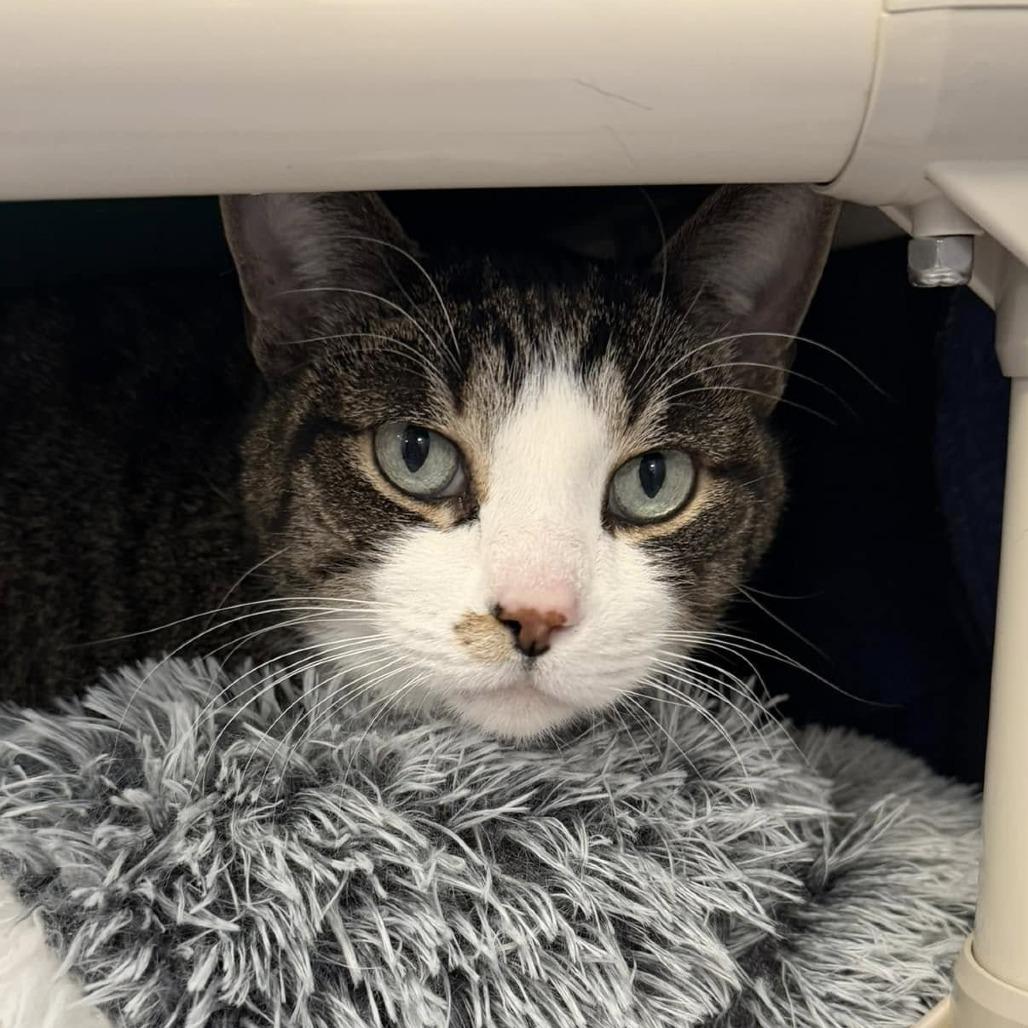 Enlarge Edward, a Adoptable Domestic Short Hair in Grand Rapids, MI image 6/6