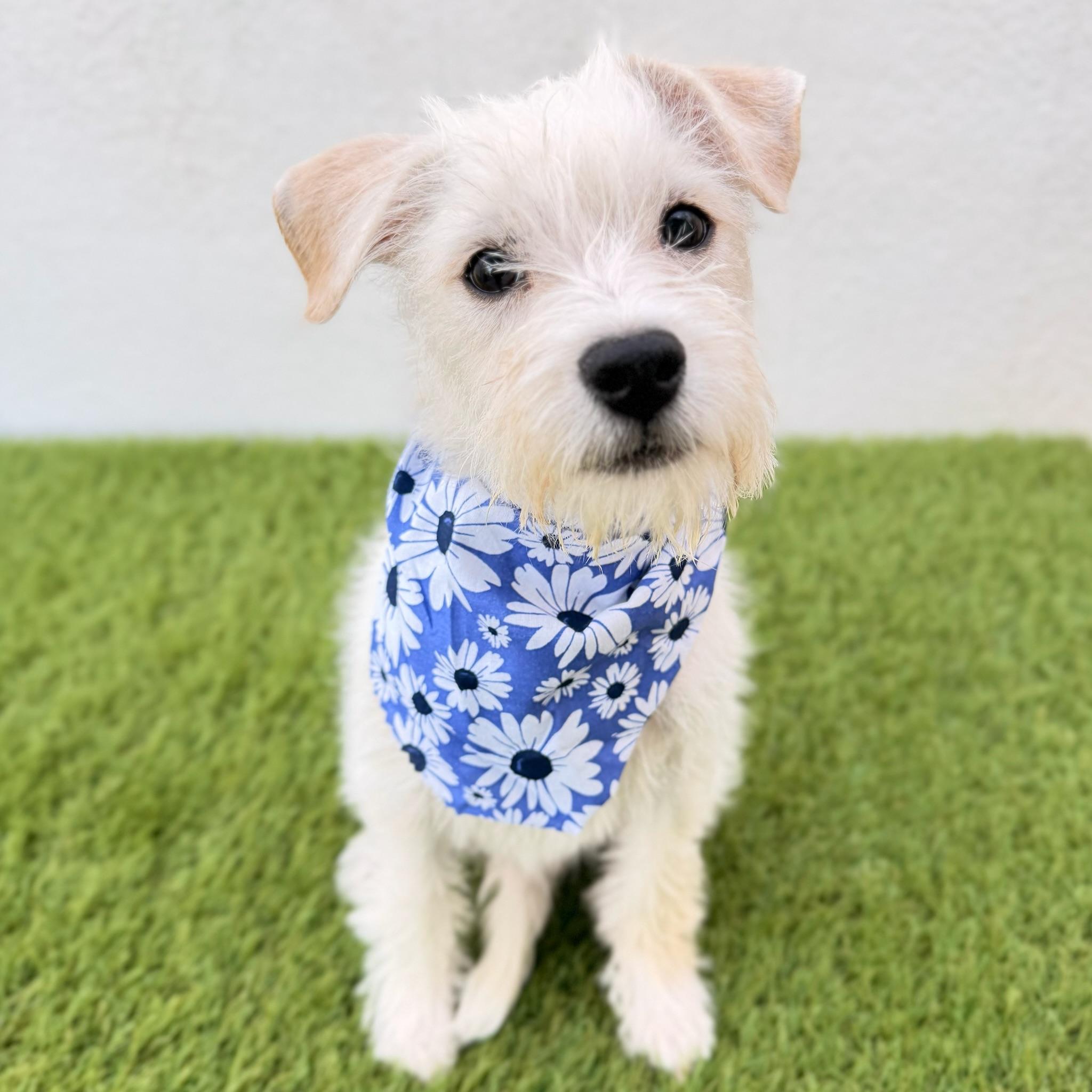 Enlarge BUTTERCUP, an adopted mixed breed in La Jolla, CA image 1/6