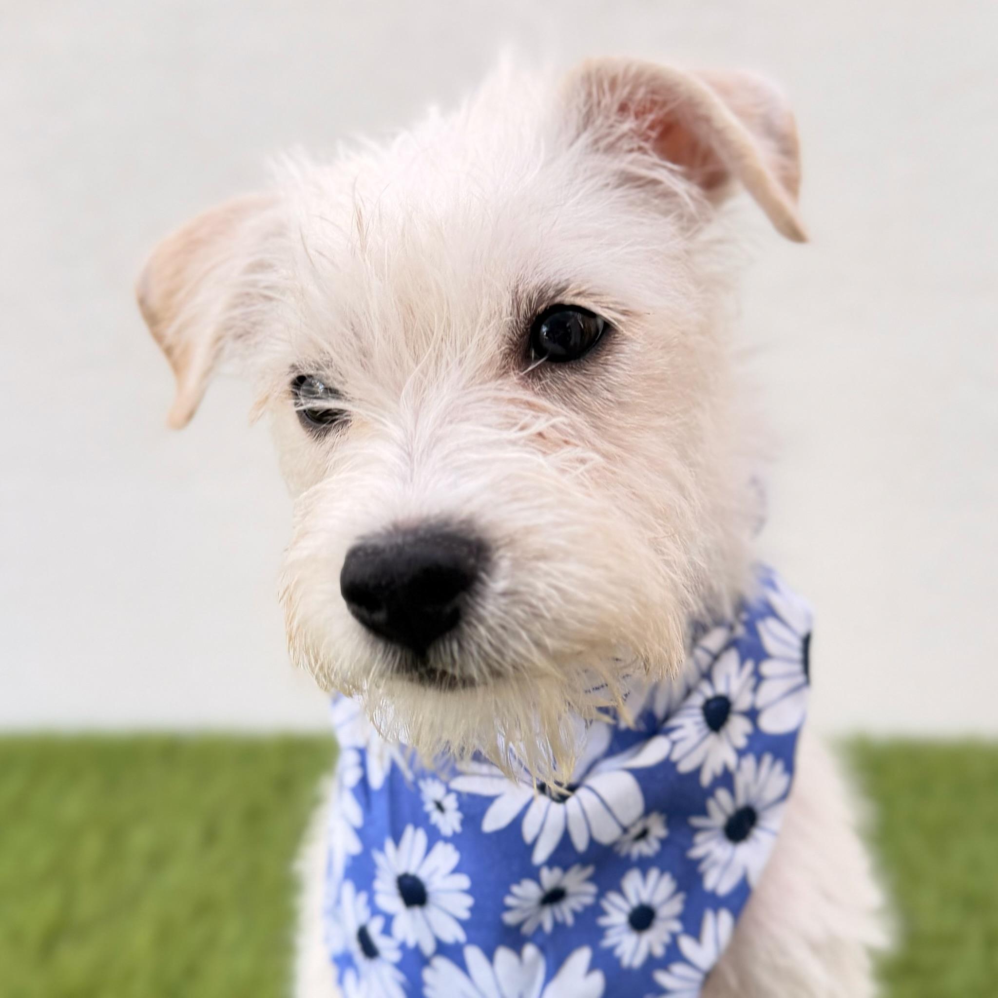 Enlarge BUTTERCUP, an adopted mixed breed in La Jolla, CA image 3/6