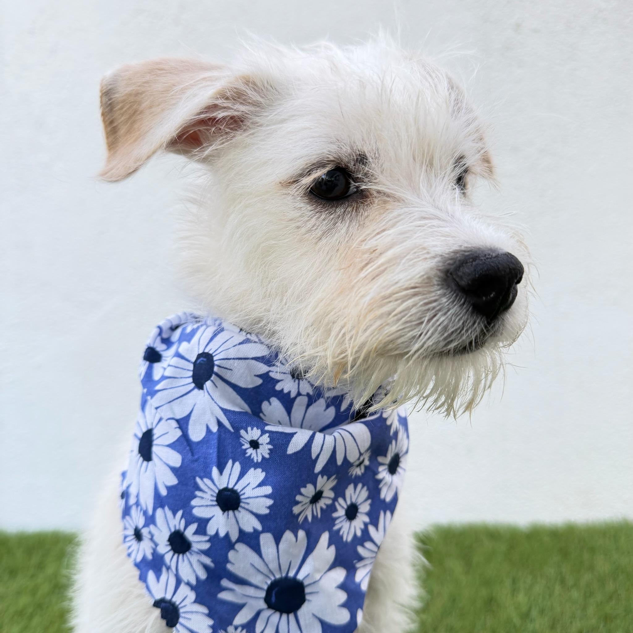 Enlarge BUTTERCUP, an adopted mixed breed in La Jolla, CA image 6/6