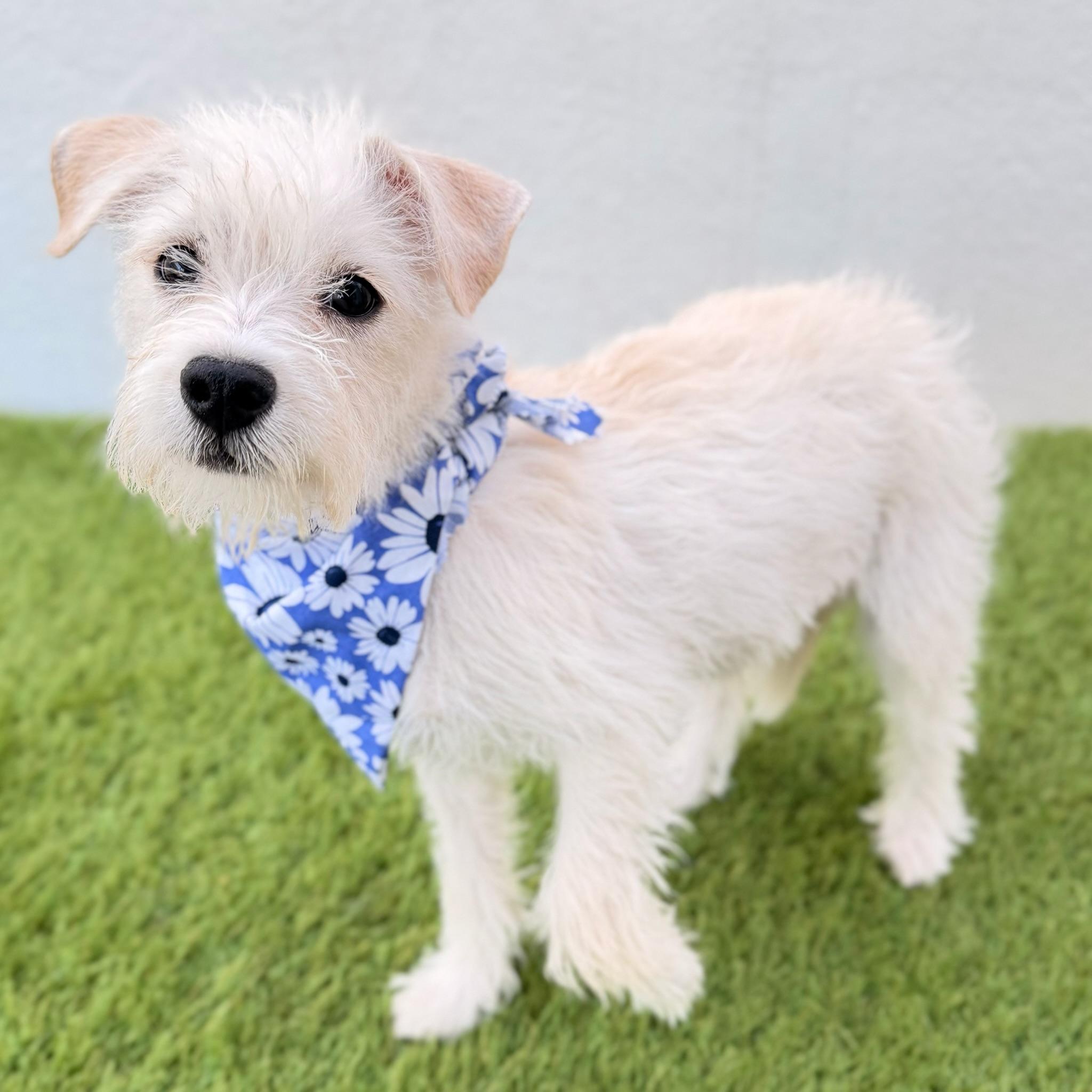 Enlarge BUTTERCUP, an adopted mixed breed in La Jolla, CA image 4/6