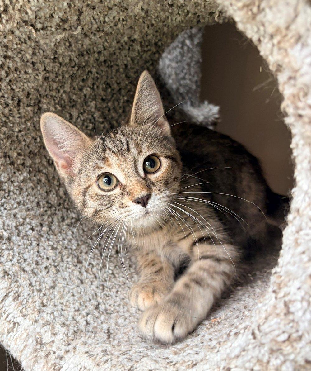 Enlarge Ava and Emma, an adoptable Domestic Short Hair in White Bear Lake, MN image 2/4