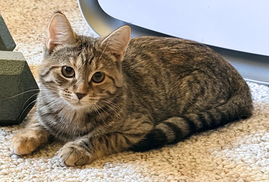 Enlarge Ava and Emma (special), a Adoptable Domestic Short Hair in White Bear Lake, MN image 6/6