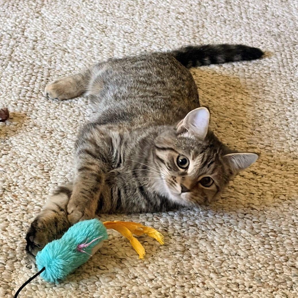 Enlarge Ava and Emma (special), a Adoptable Domestic Short Hair in White Bear Lake, MN image 2/6