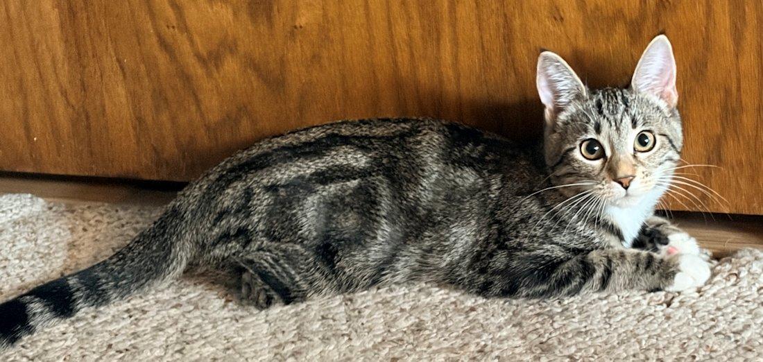 Enlarge Ava and Emma (special), a Adoptable Domestic Short Hair in White Bear Lake, MN image 4/4