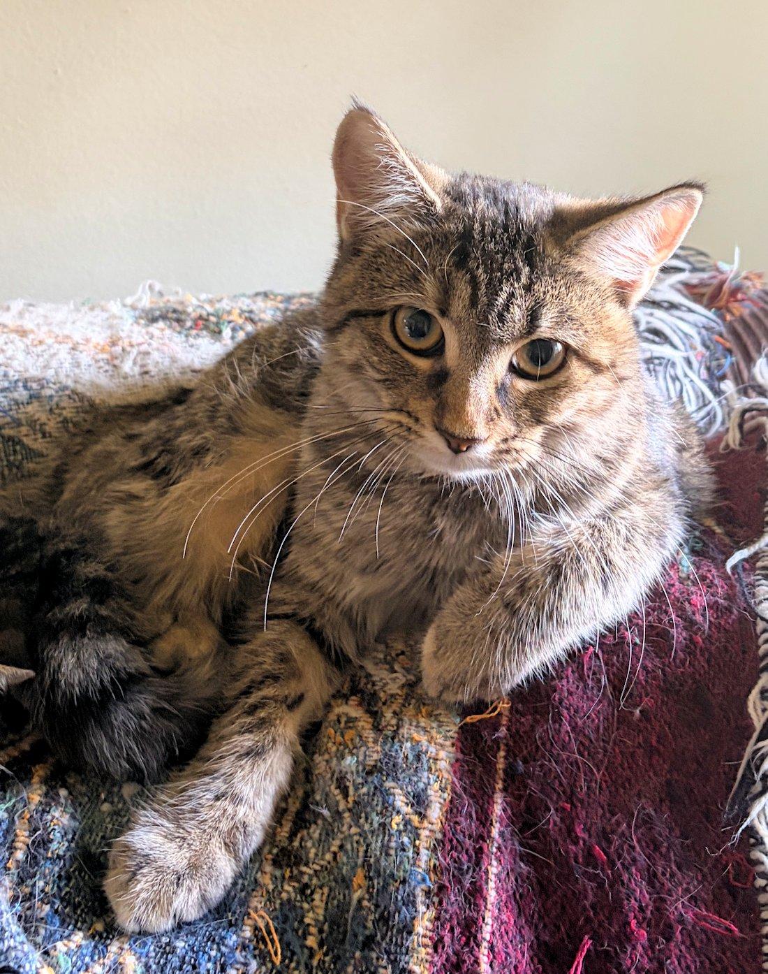 Enlarge Ava and Emma (special), a Adoptable Domestic Short Hair in White Bear Lake, MN image 4/6
