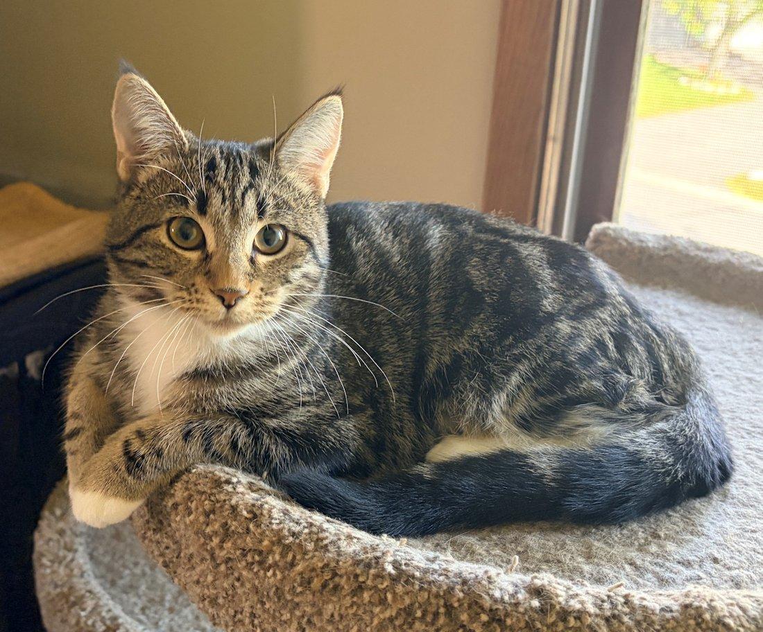 Enlarge Ava and Emma (special), a Adoptable Domestic Short Hair in White Bear Lake, MN image 1/6