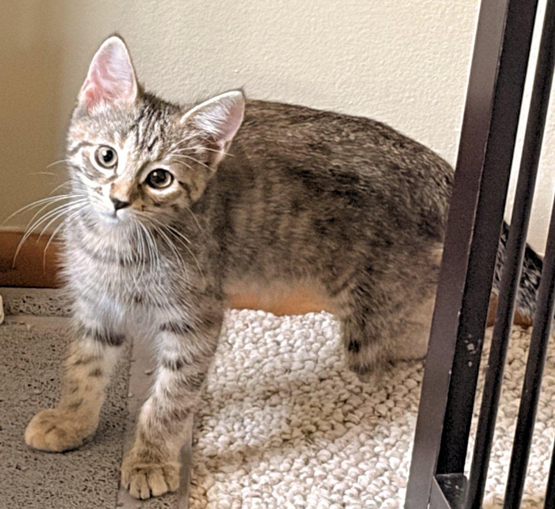 Enlarge Ava and Emma, an adoptable Domestic Short Hair in White Bear Lake, MN image 4/4