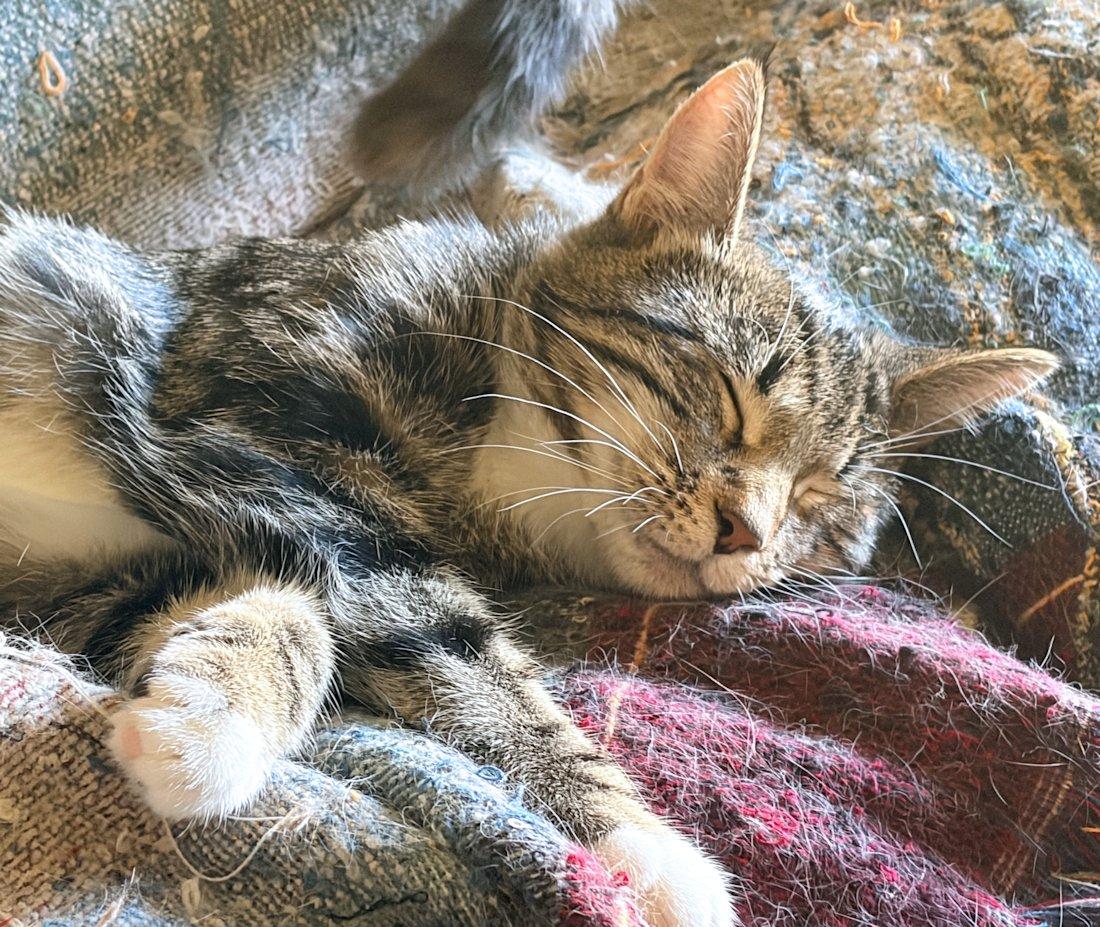 Enlarge Ava and Emma (special), a Adoptable Domestic Short Hair in White Bear Lake, MN image 5/6