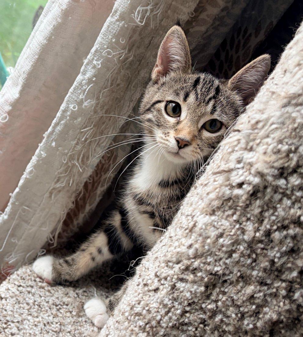 Ava and Emma, adoptable, Kitten Female Domestic Short Hair.