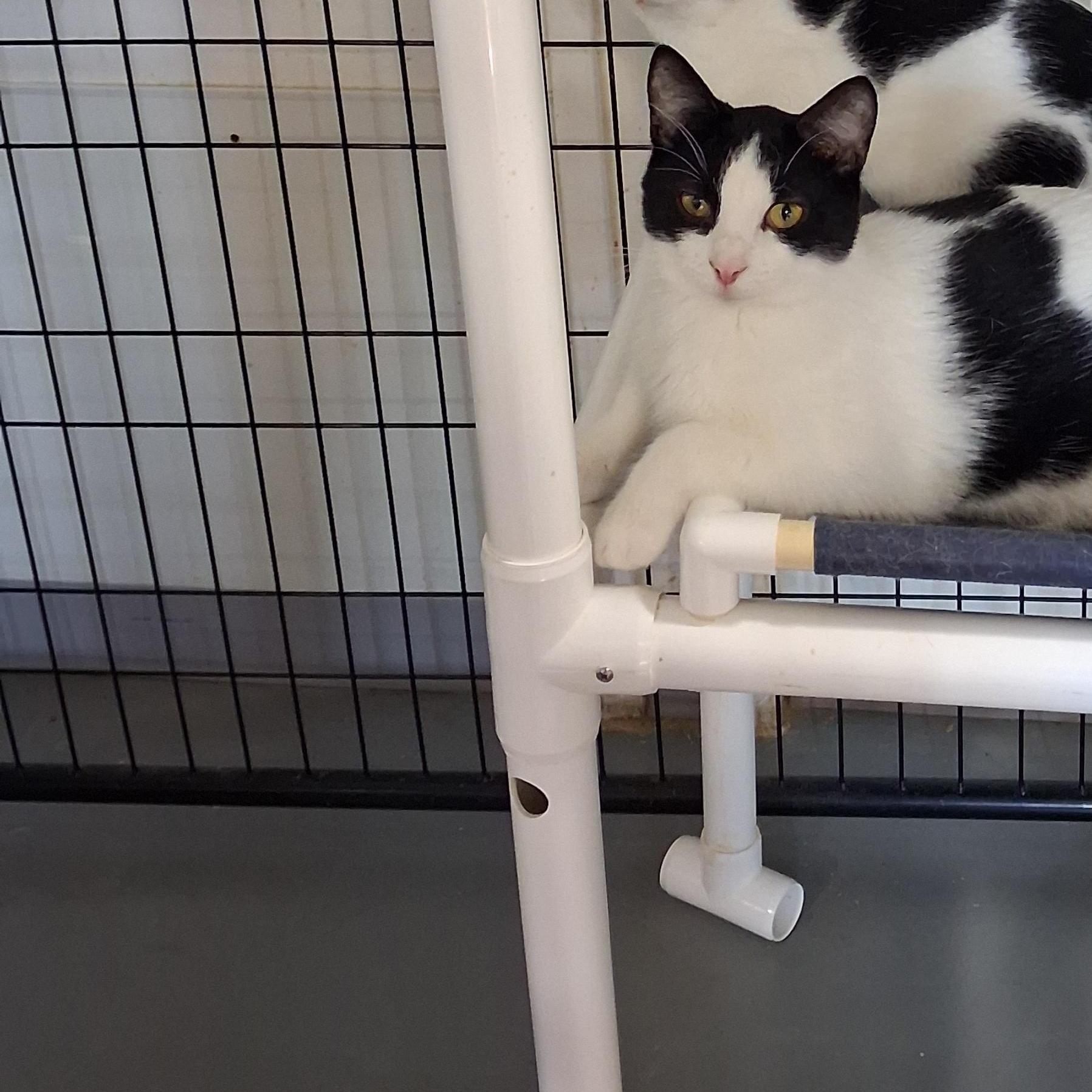 Enlarge Zelda, a Adoptable American Shorthair in Iowa Falls, IA image 5/5