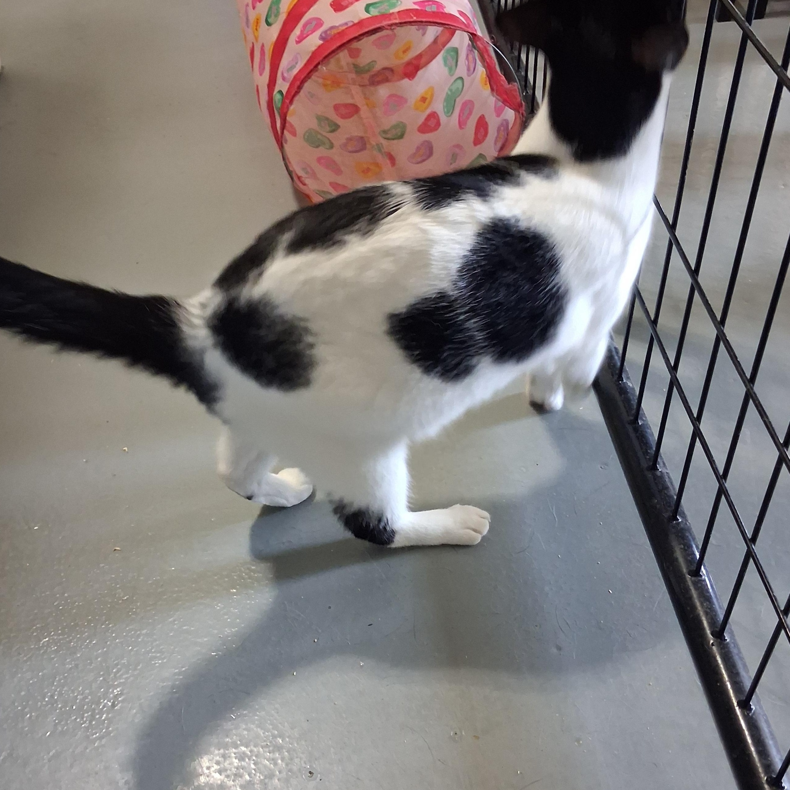 Enlarge Zelda, a Adoptable American Shorthair in Iowa Falls, IA image 3/5