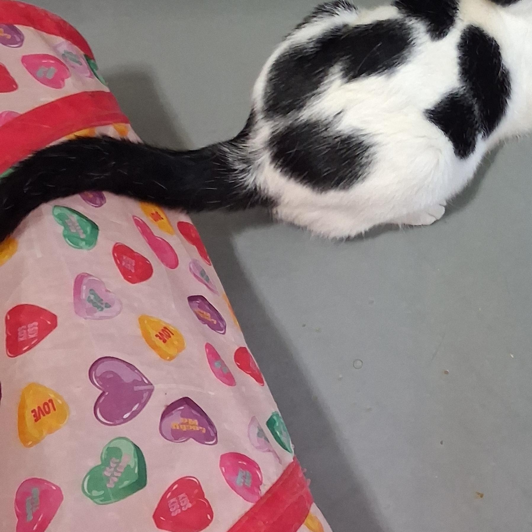 Enlarge Zelda, a Adoptable American Shorthair in Iowa Falls, IA image 2/5