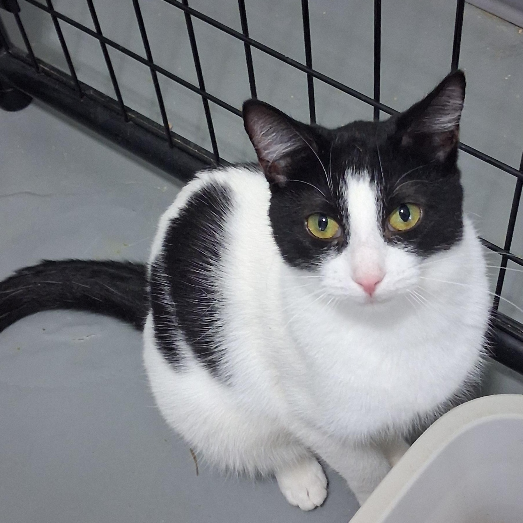 Zelda, Adoptable, Young Female American Shorthair.