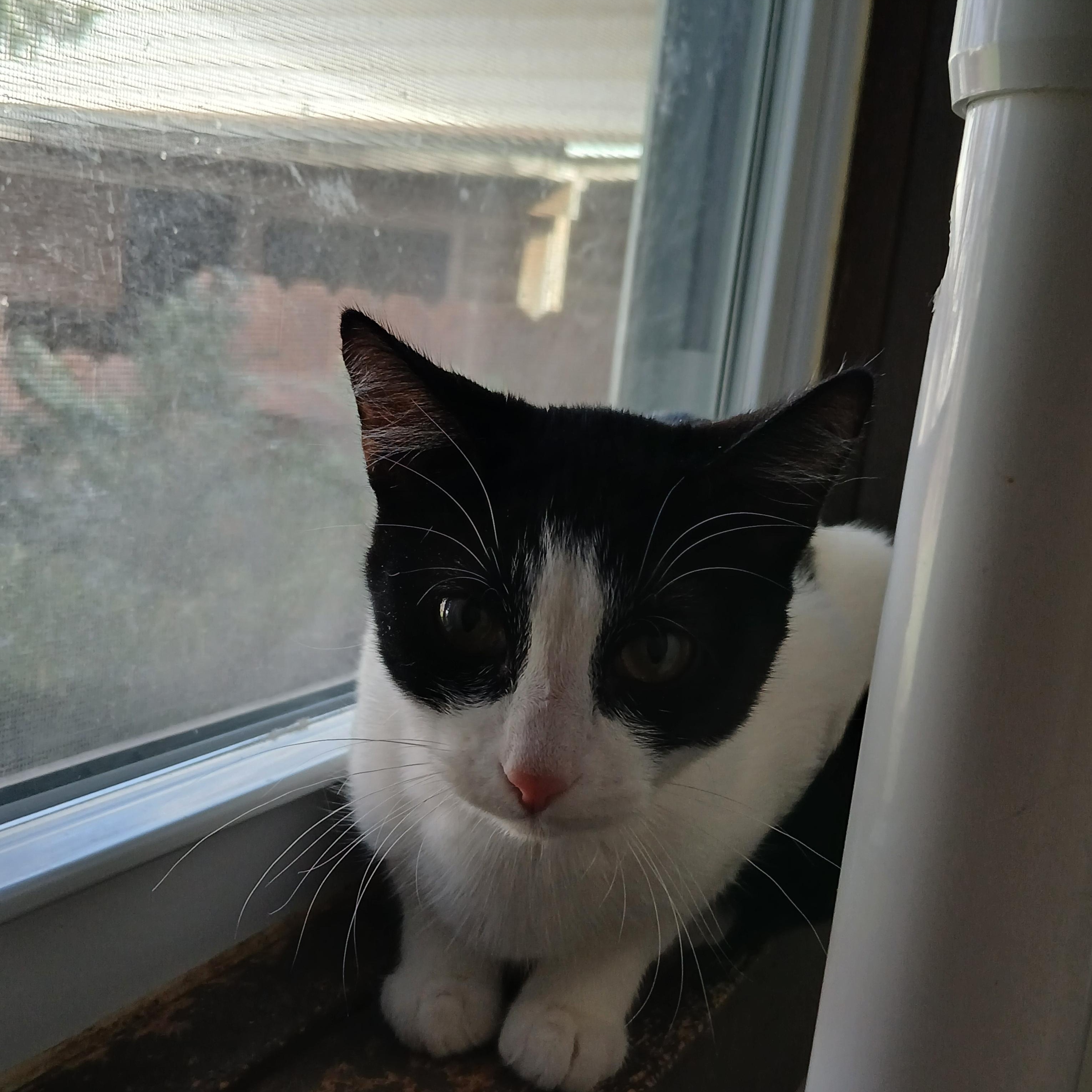 Enlarge Zelda, a ADOPTABLE American Shorthair in Iowa Falls, IA image 1/1