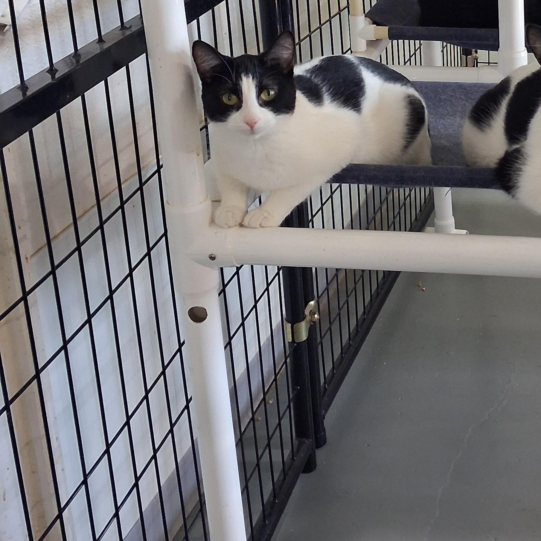 Enlarge Zelda, a Adoptable American Shorthair in Iowa Falls, IA image 4/5