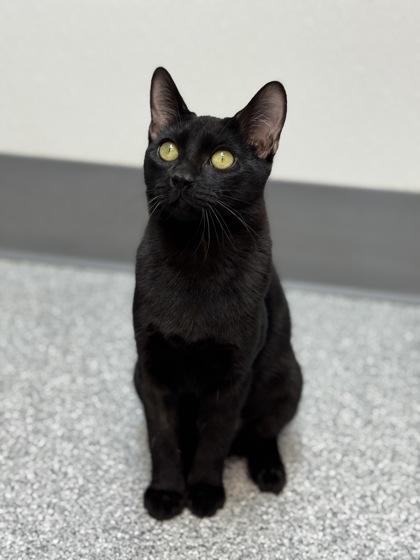 Teagan, Adoptable, Young Female Domestic Short Hair.