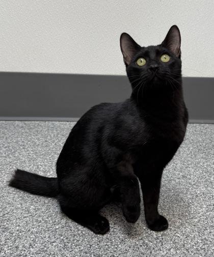 Teagan, a Adoptable mixed breed in Tinley Park, IL image 2/2