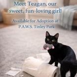 Enlarge Teagan, a Adoptable mixed breed in Tinley Park, IL image 1/3