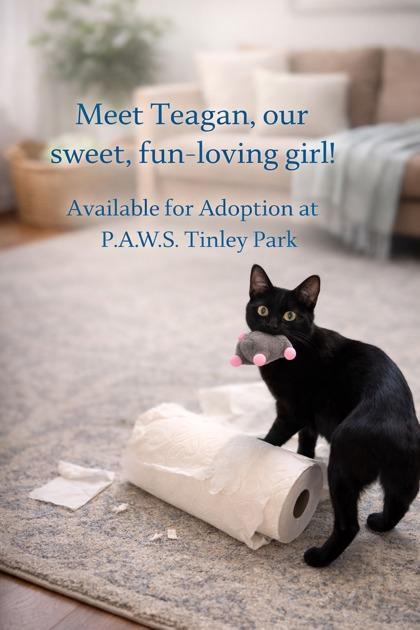 Teagan, Adoptable, Young Female Domestic Short Hair.