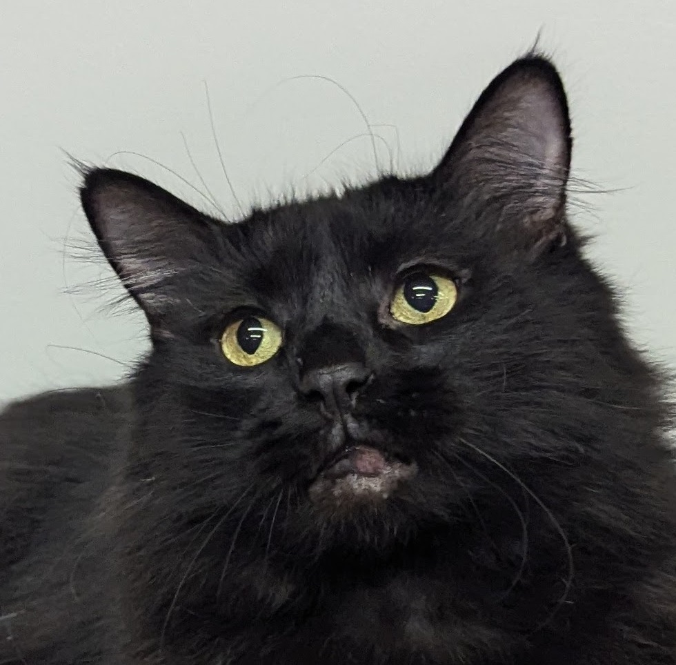 Enlarge Angus, a Adoptable Domestic Short Hair in Monroe, MI image 1/2