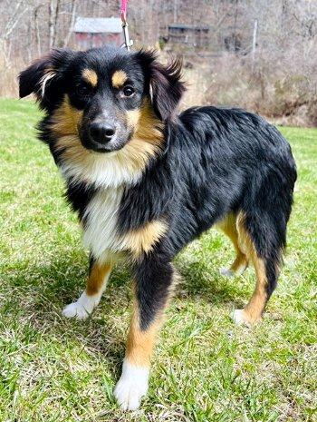 Enlarge Geri, a ADOPTABLE Australian Shepherd in Bedford Hills, NY image 2/3