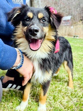 Enlarge Geri, a ADOPTABLE Australian Shepherd in Bedford Hills, NY image 1/3