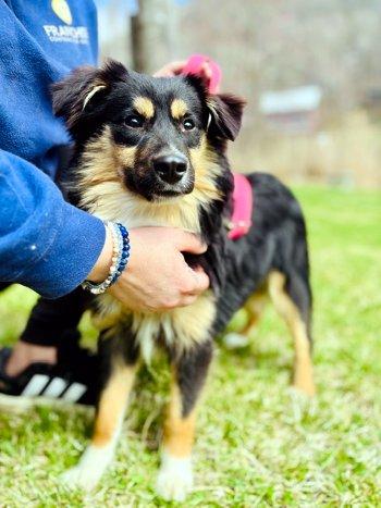 Enlarge Geri, a ADOPTABLE Australian Shepherd in Bedford Hills, NY image 3/3