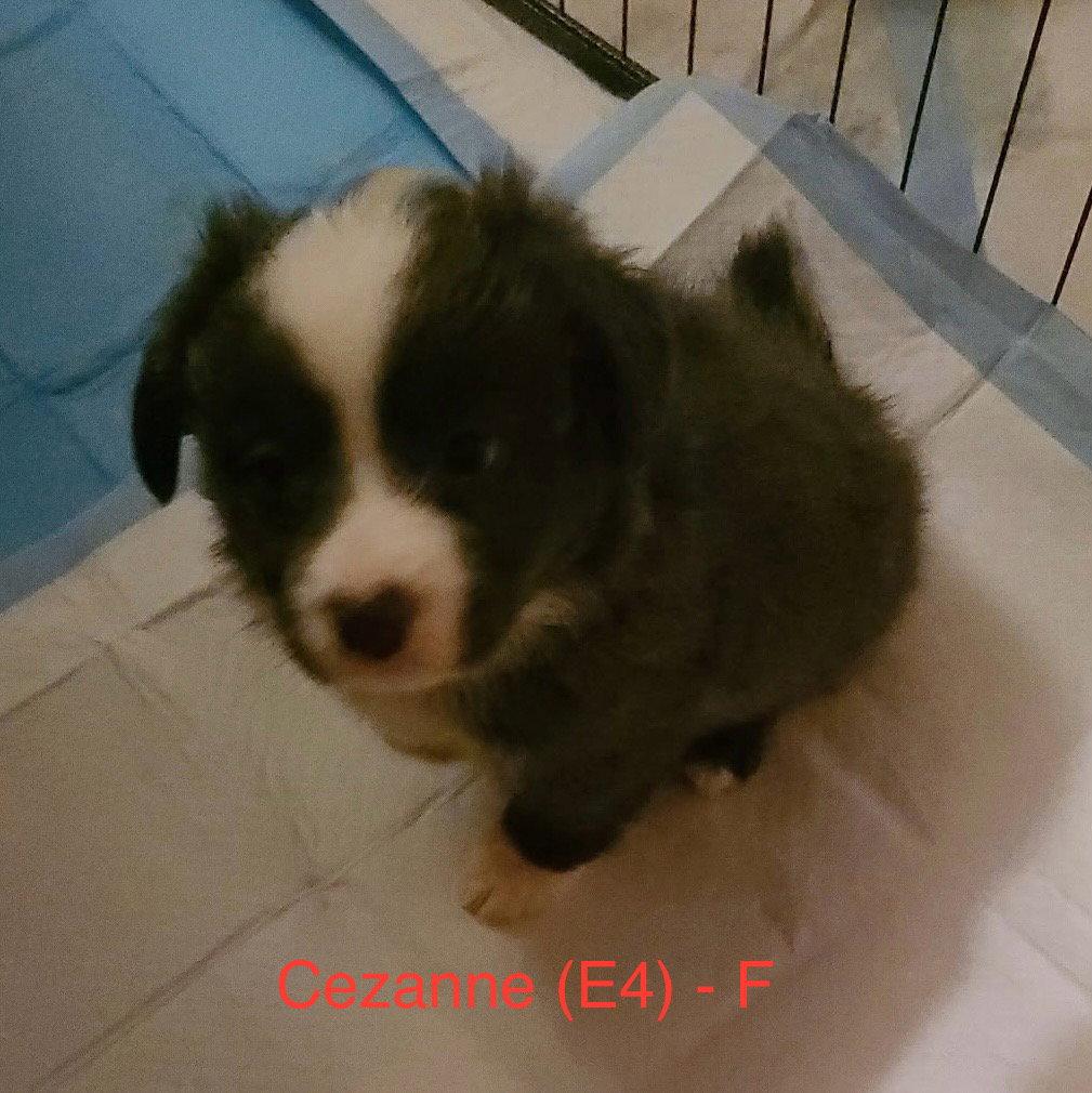 Cezanne (E4), Adopted, Puppy Female French Bulldog.