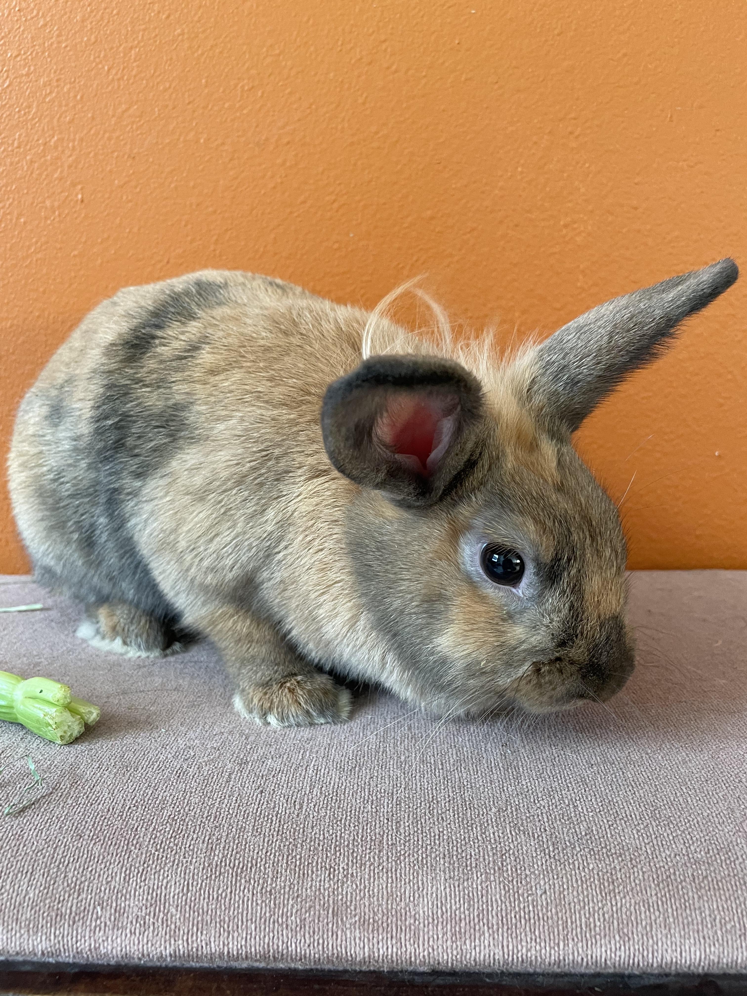Willow and (Xander), Adopted, Adult Female Lionhead.