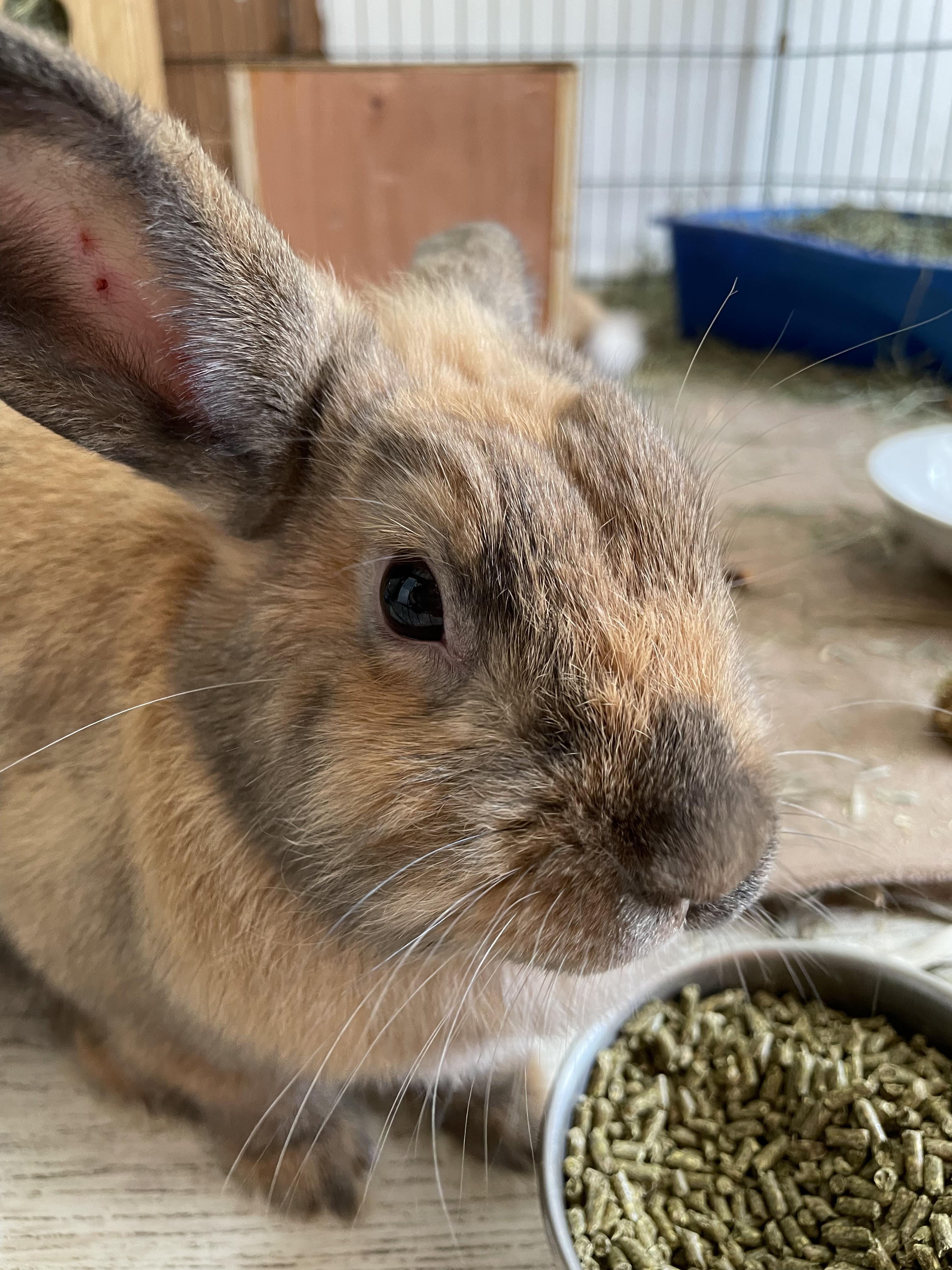 Enlarge Willow and (Xander), a Adopted mixed breed in Holiday, FL image 2/6