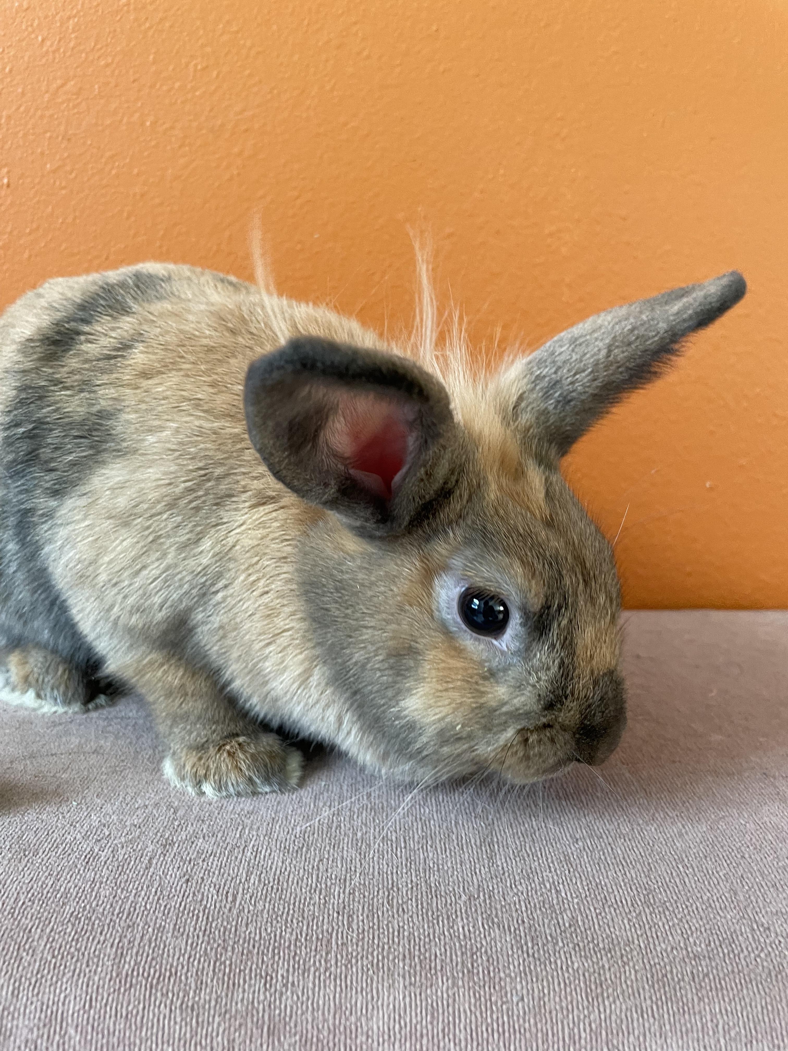 Enlarge Willow and (Xander), a Adopted mixed breed in Holiday, FL image 3/6