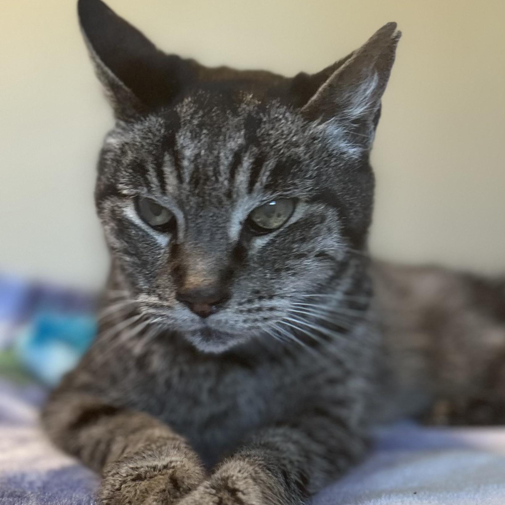 Cowboy, ADOPTABLE, Senior Male Domestic Short Hair.