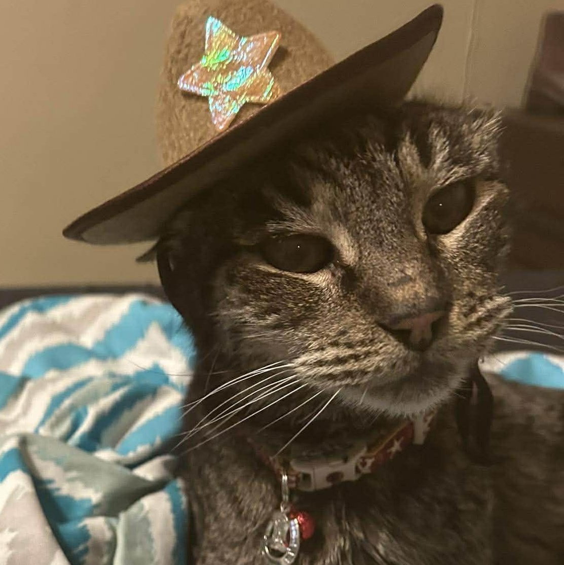 Cowboy, a ADOPTABLE Domestic Short Hair in San Diego, CA image 2/2