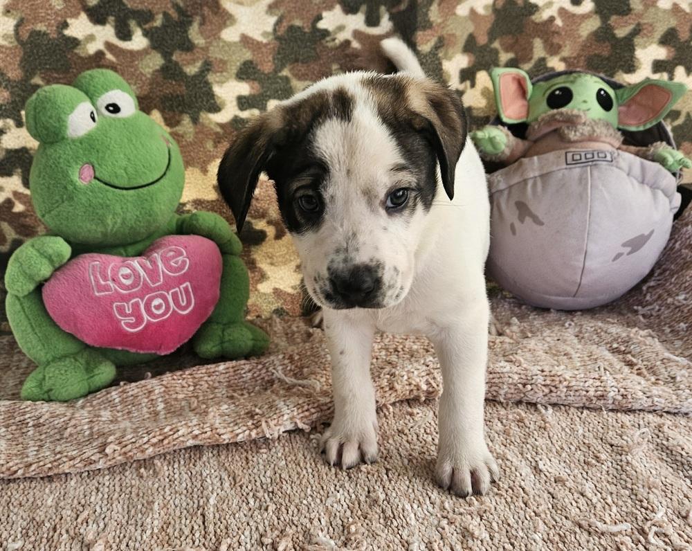 Brownie (F), a Adoptable mixed breed in San Antonio, TX image 4/6