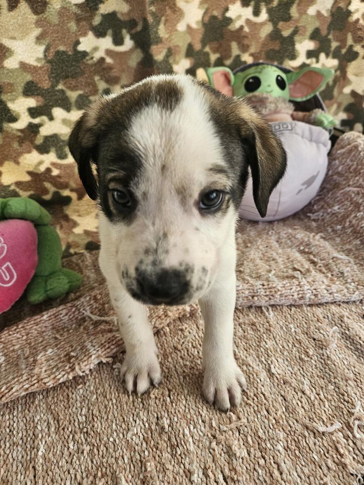 Brownie (F), a Adoptable mixed breed in San Antonio, TX image 6/6