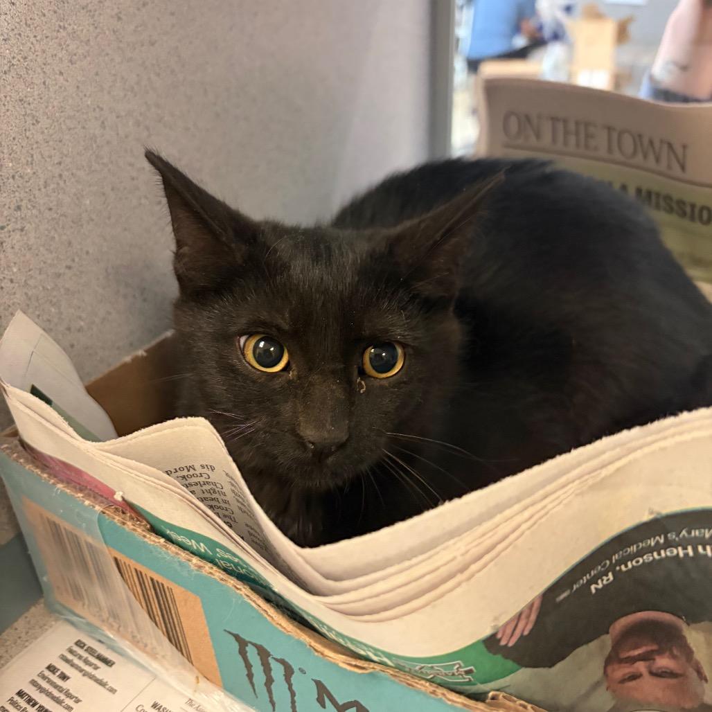 Luna Snow, Adoptable, Young Female Domestic Short Hair.