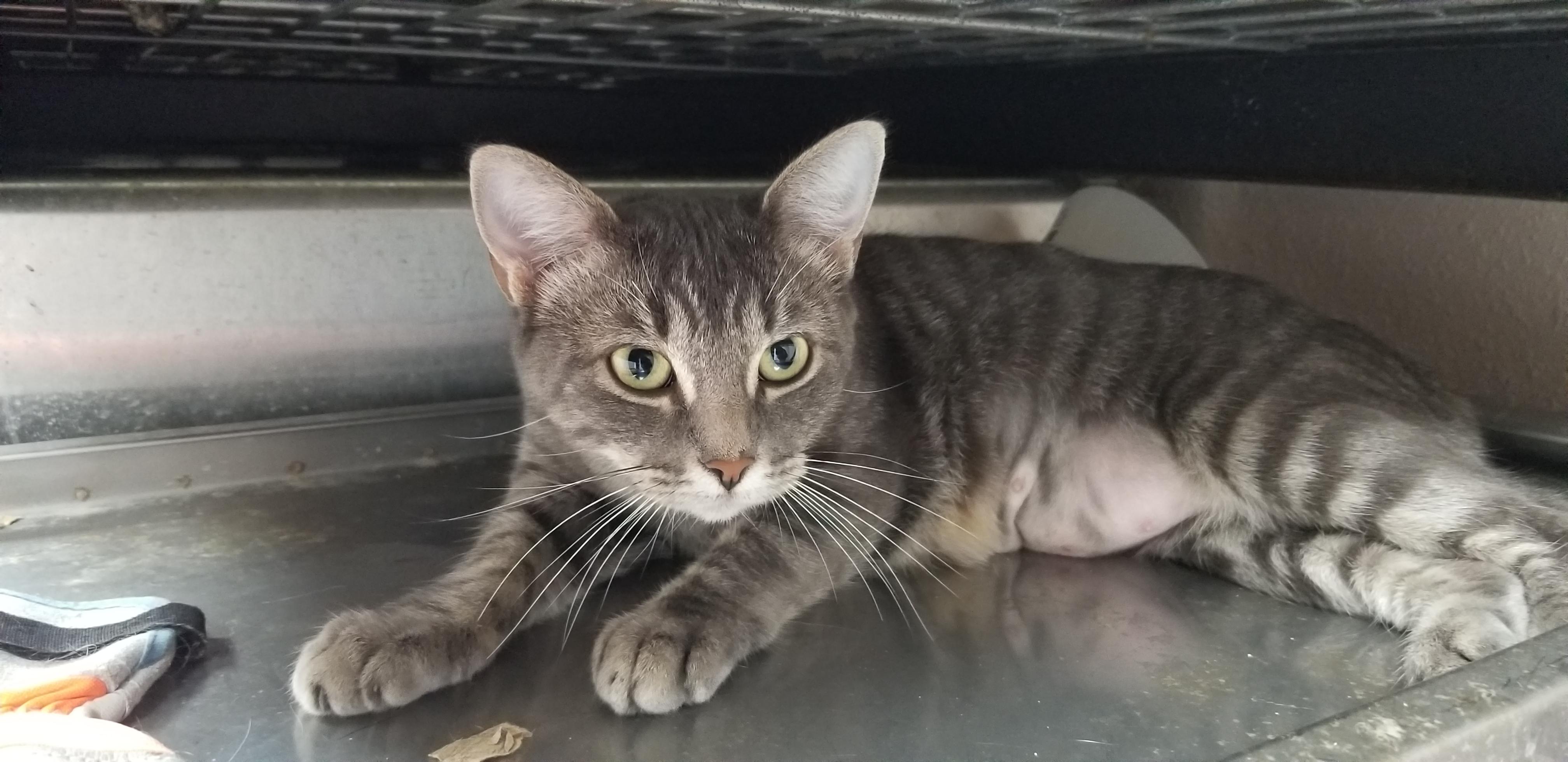 Sophia, Adoptable, Adult Female Domestic Short Hair.