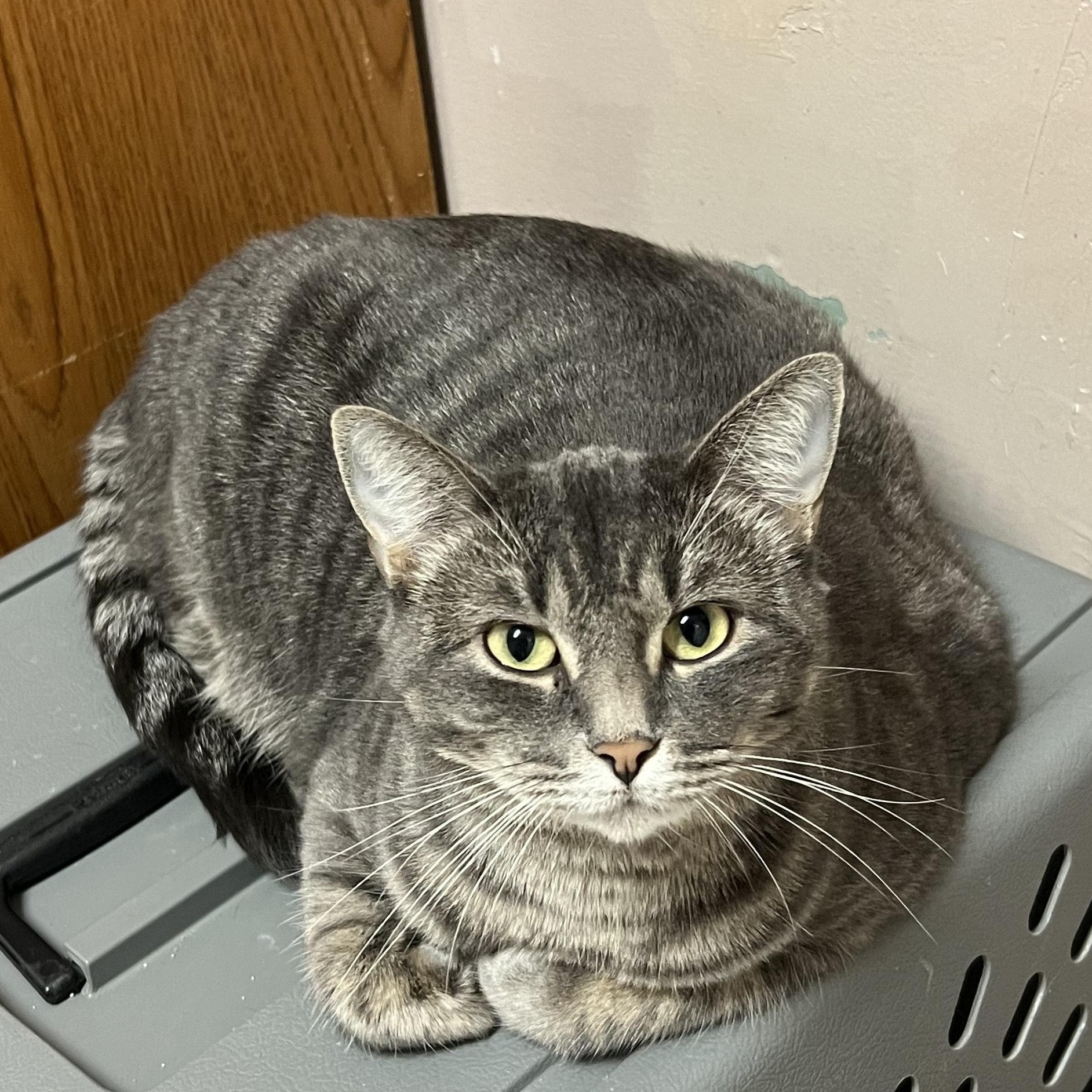 Enlarge Sophia, a Adoptable Domestic Short Hair in Aransas Pass, TX image 1/3