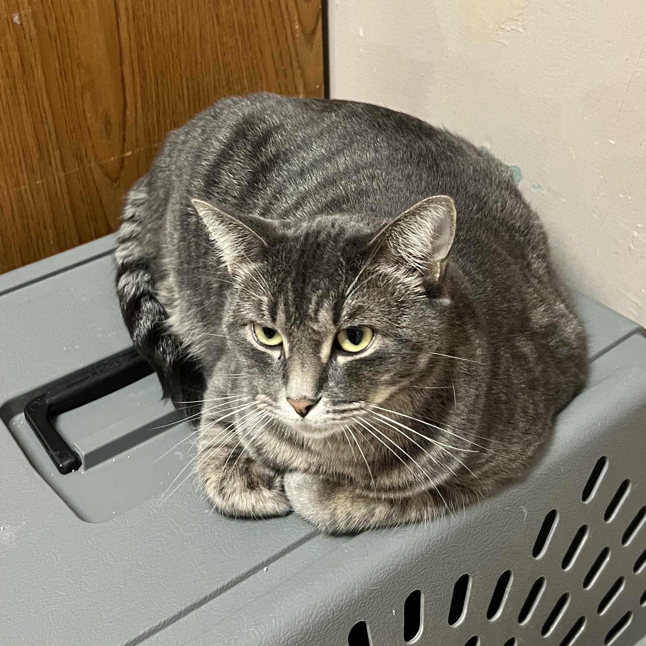 Enlarge Sophia, a Adoptable Domestic Short Hair in Aransas Pass, TX image 3/3