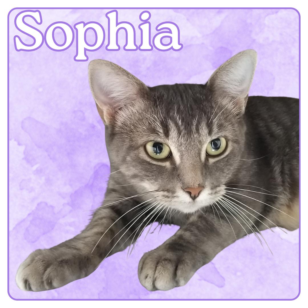Enlarge Sophia, a Adoptable Domestic Short Hair in Aransas Pass, TX image 2/2